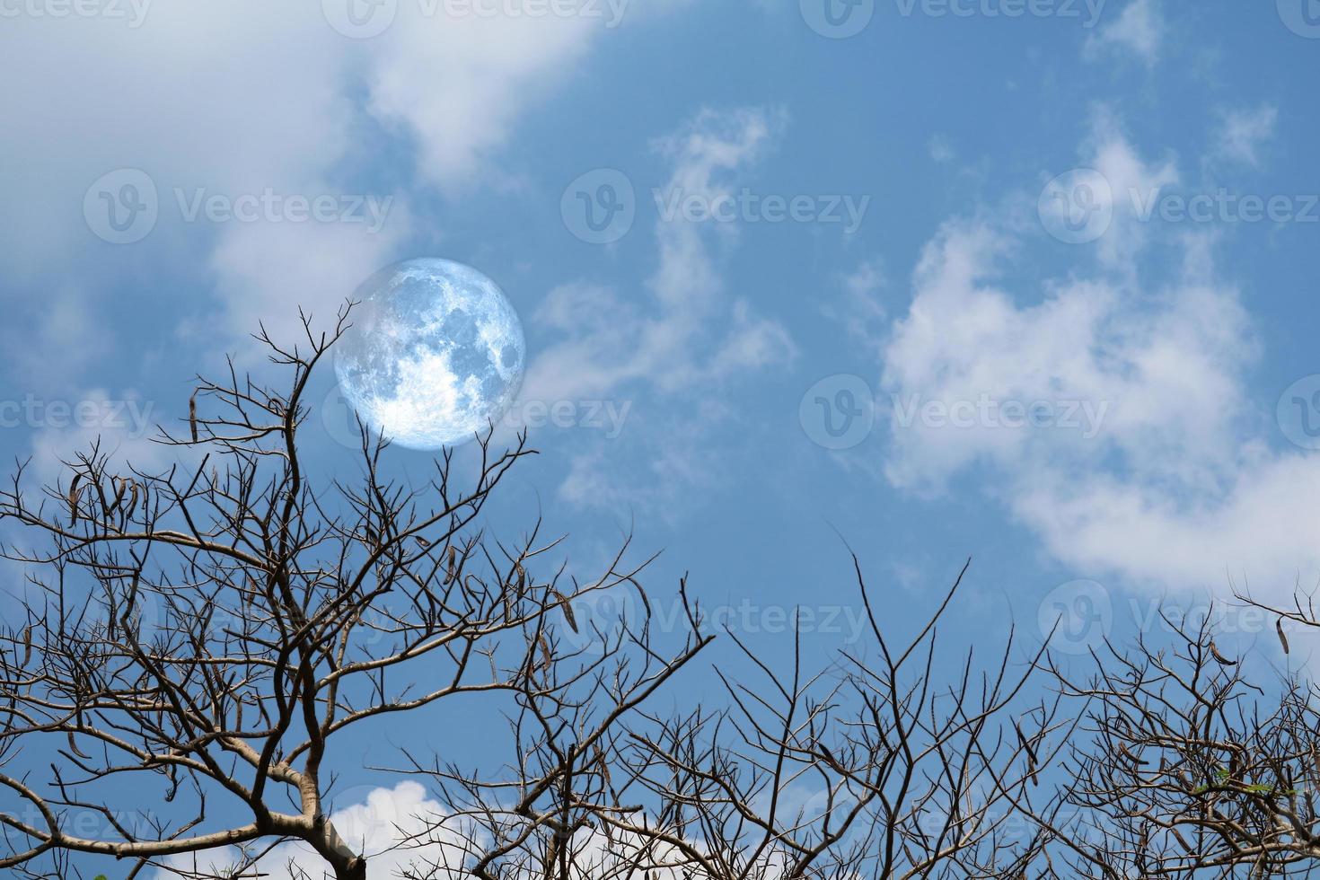 Vollblauer Mond zurück Silhouette weiche Wolke trockener Branck Baum am Himmel foto