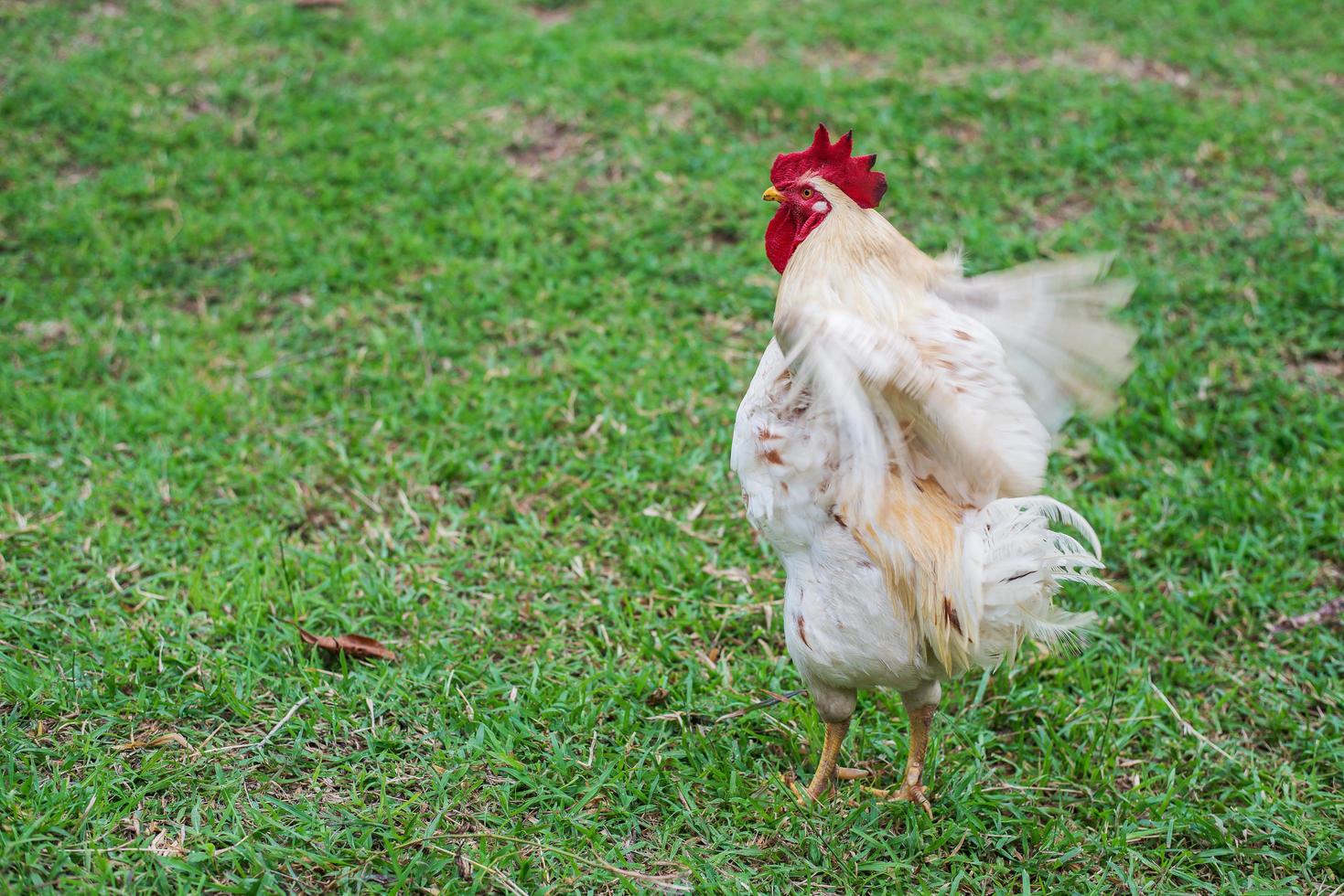 weiße Henne, die im Naturbauernhof spazieren geht. foto