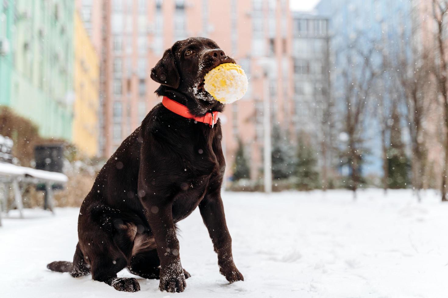 Brauner Labrador-Hündchen, der im Winter im Freien gelben Ball hält. foto