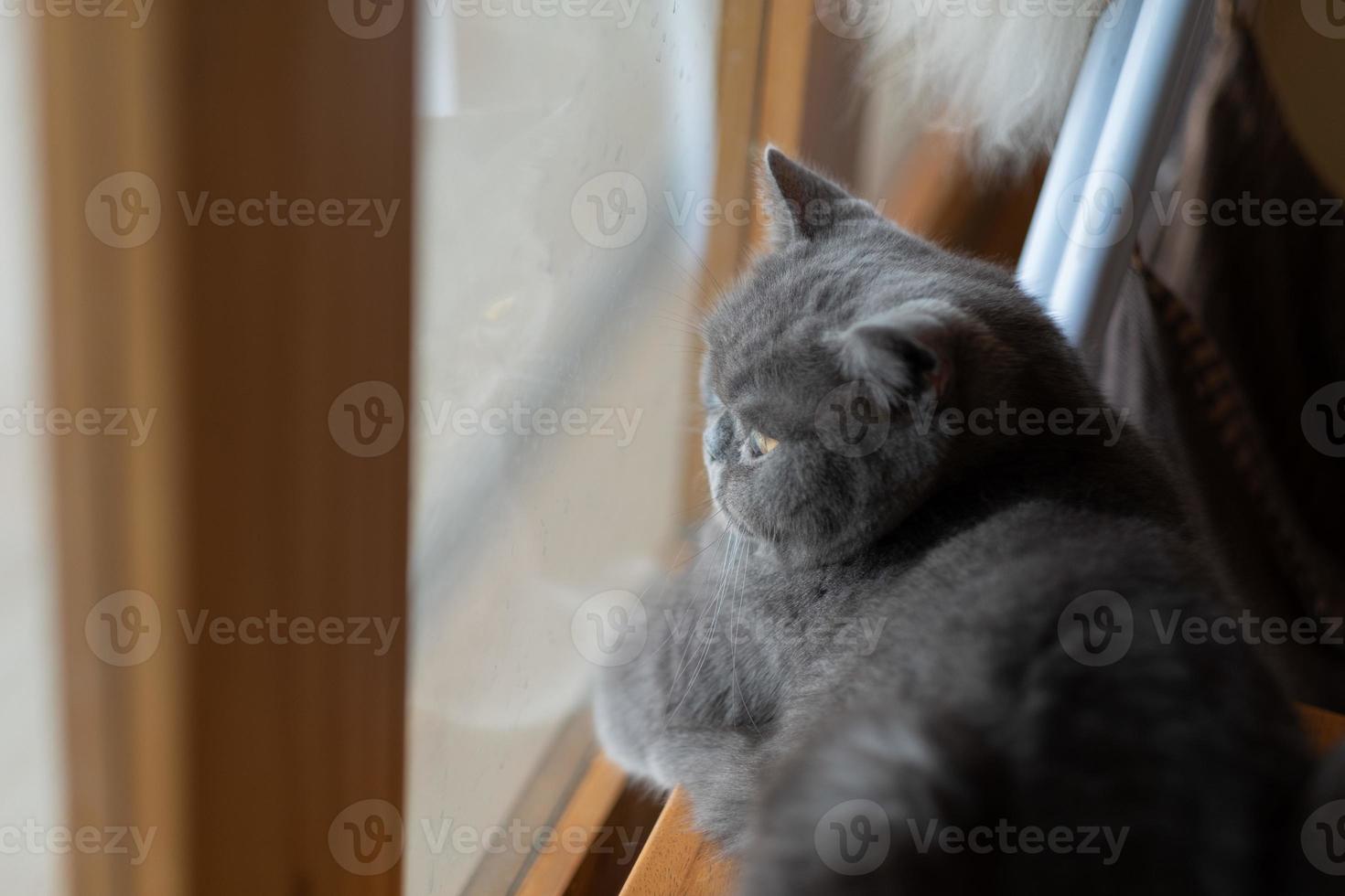 Nahaufnahme einer Katze auf dem Boden, Heimtier foto