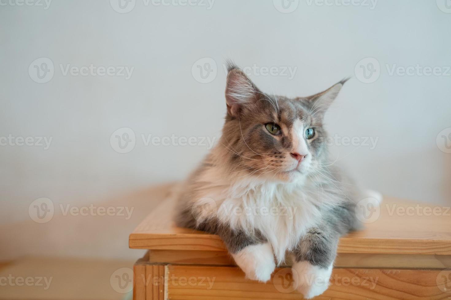 Nahaufnahme einer Katze auf dem Boden, Heimtier foto