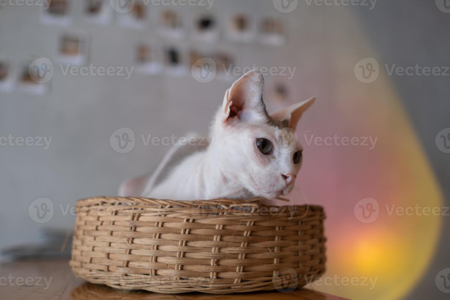 Nahaufnahme einer Katze auf dem Boden, Heimtier foto