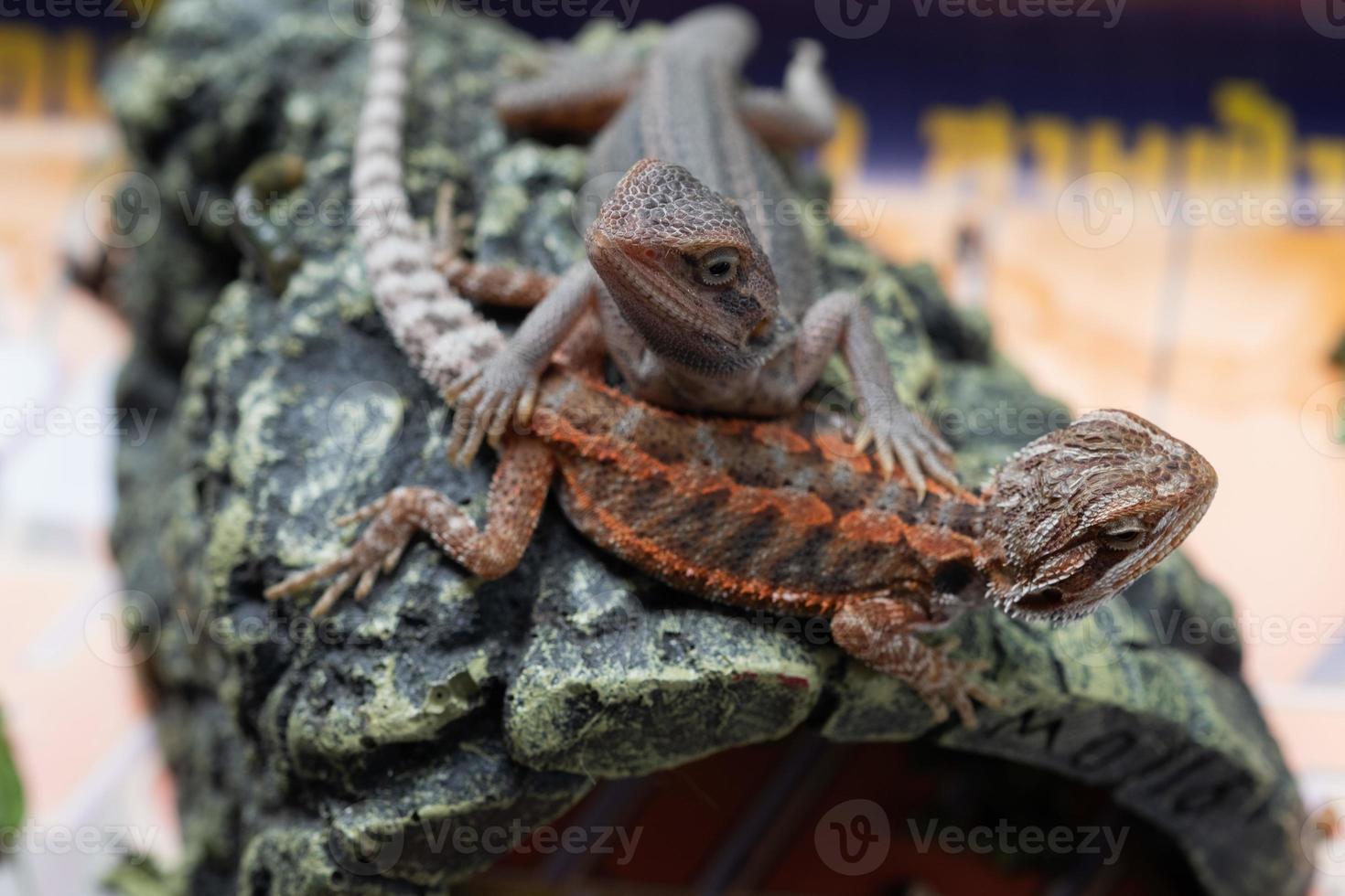 bärtiger Drache auf dem Boden mit unscharfem Hintergrund foto