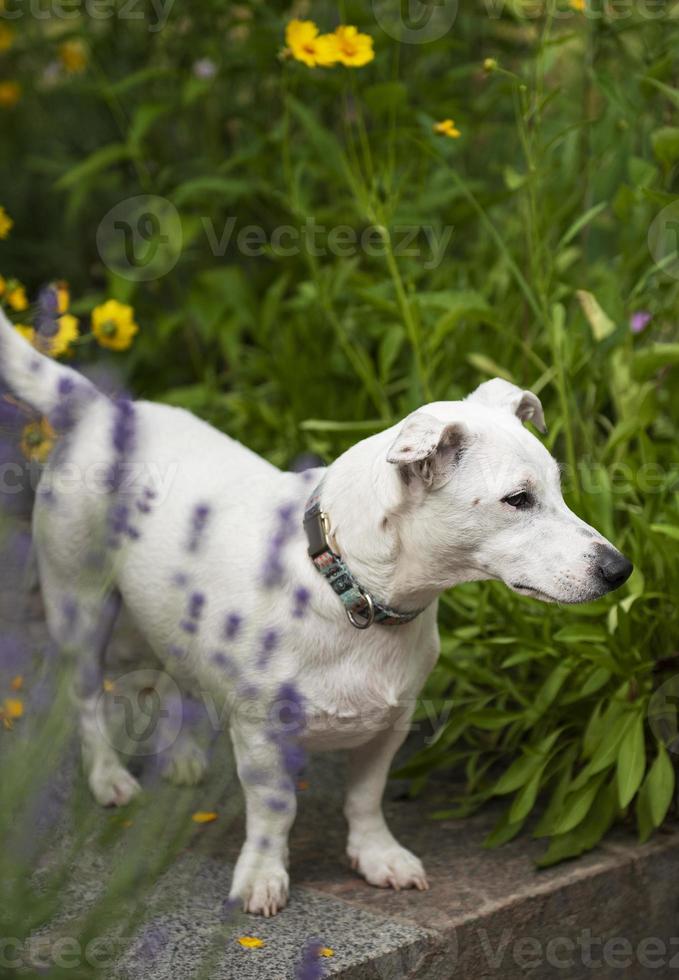 Jack Russell Terrier Welpe foto