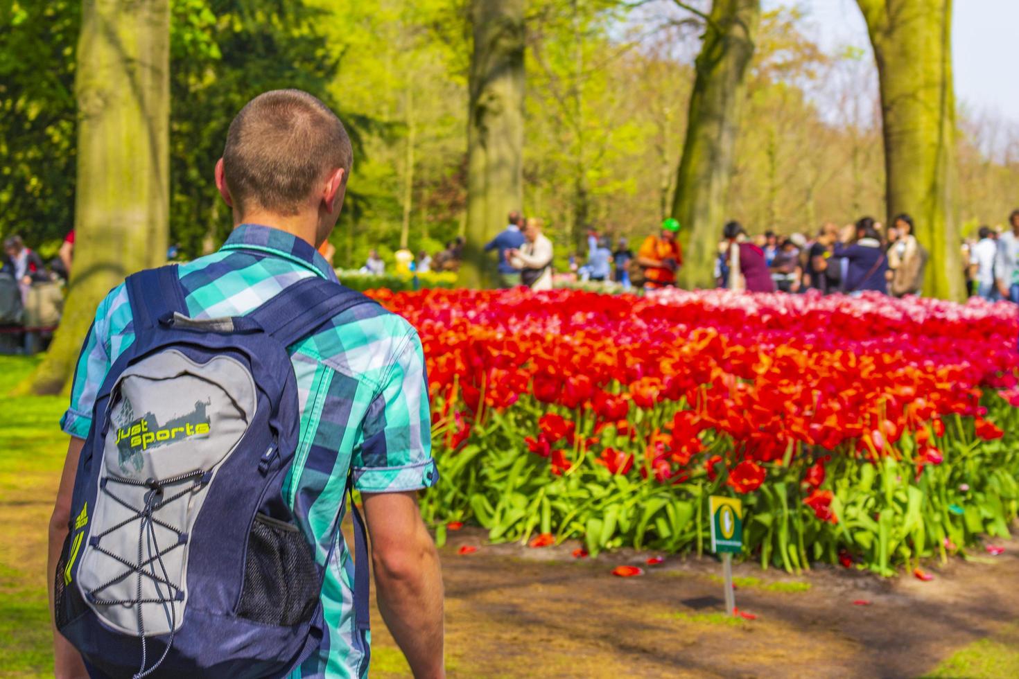 Backpacker Tourist beobachtet Tulpen im Keukenhof, Niederlande, 2014 foto