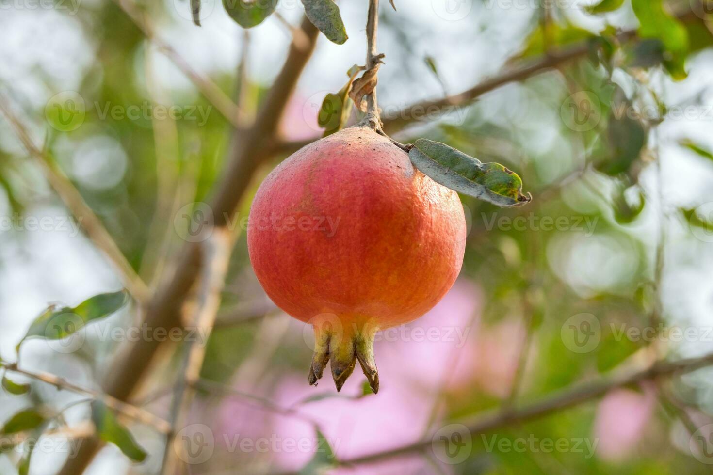 einer Granatapfel roh hängend Baum foto