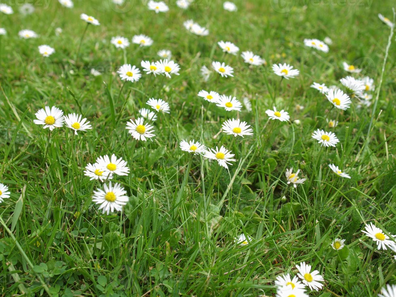 Gänseblümchen im Gras foto