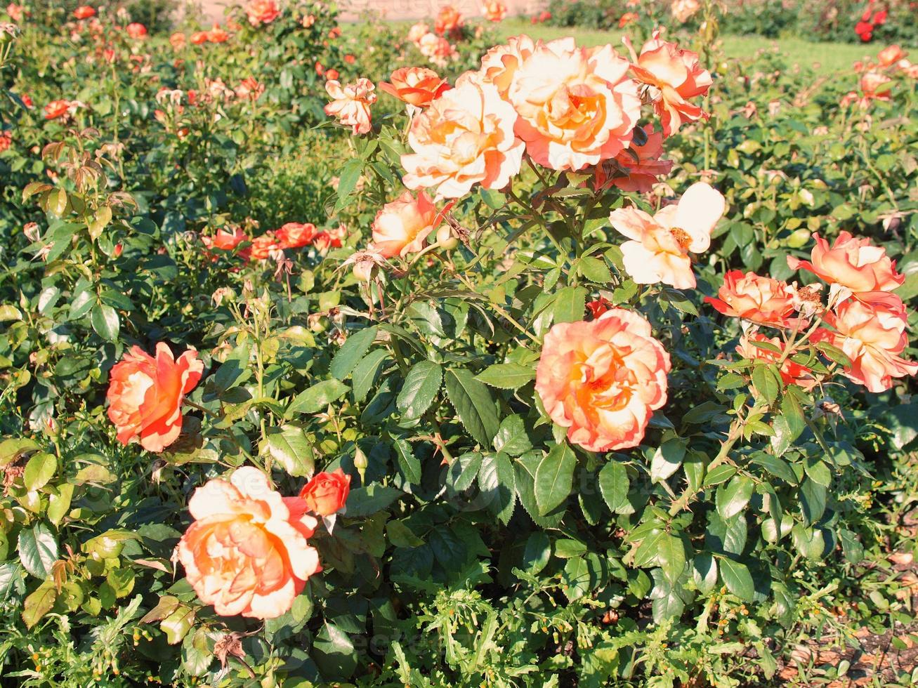 rosa Rosenblüten foto
