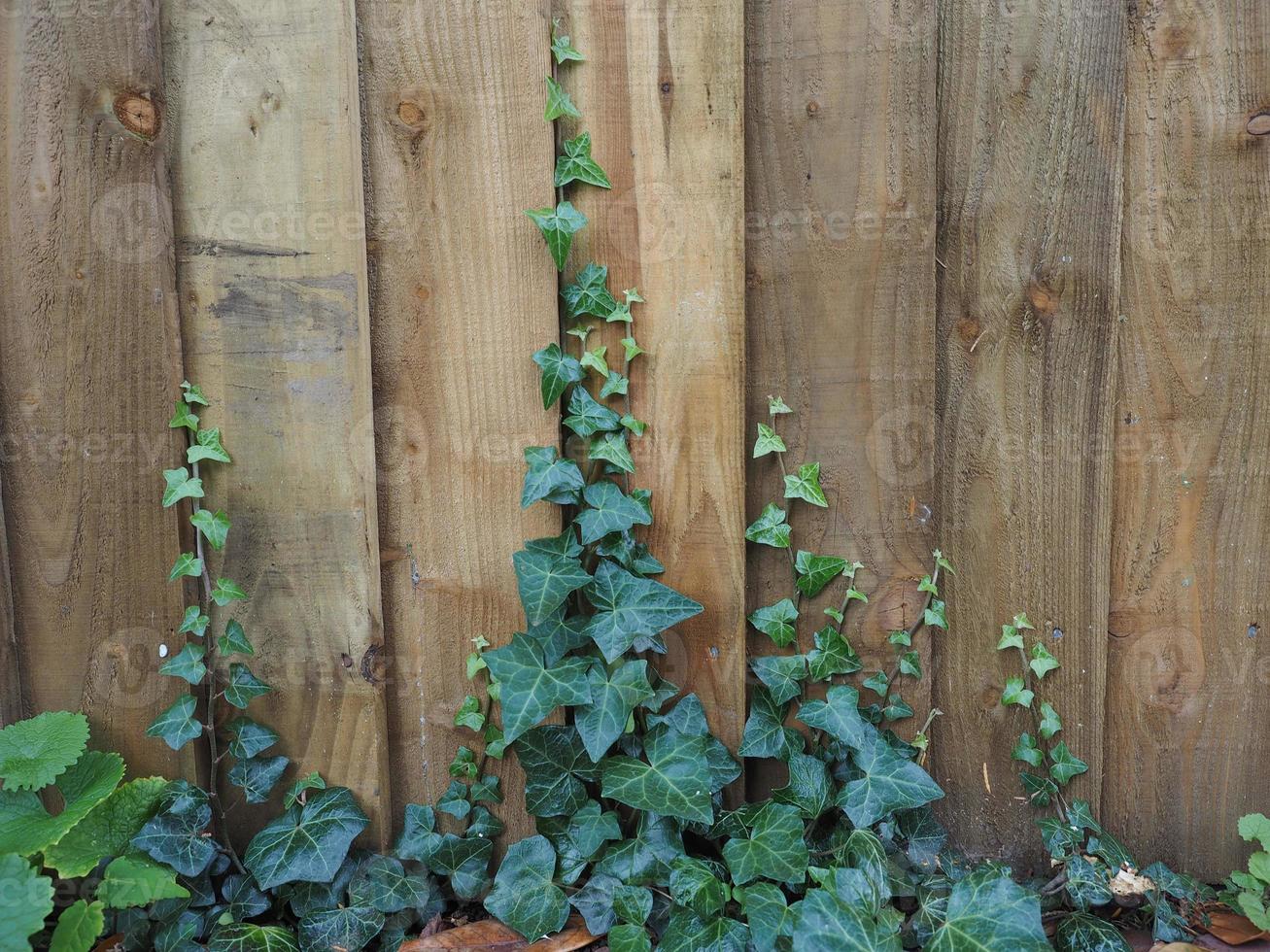 Efeupflanze am Zaun foto