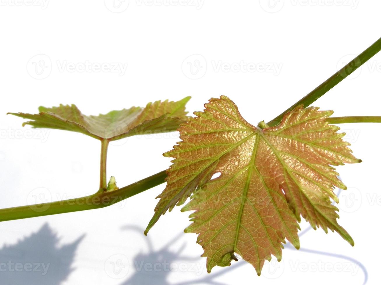 Weinrebe Pflanze Vitis Vinifera Blatt isoliert foto