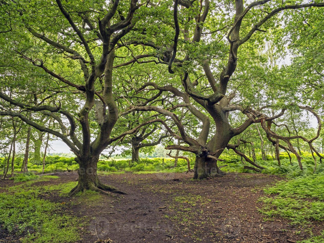 verdrehte Eichen bei Skipwith Common North Yorkshire England foto