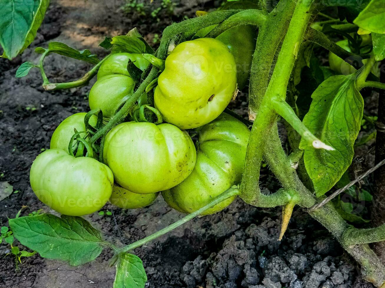 Grün organisch Tomaten auf Ranke, Tomaten wachsend auf das Feld foto