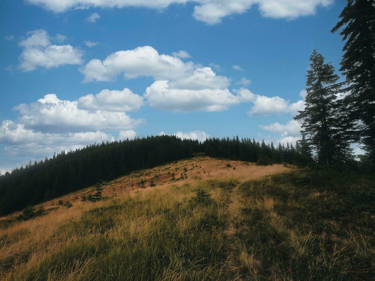 Blau Himmel Über das Karpaten Wald im das Berge foto