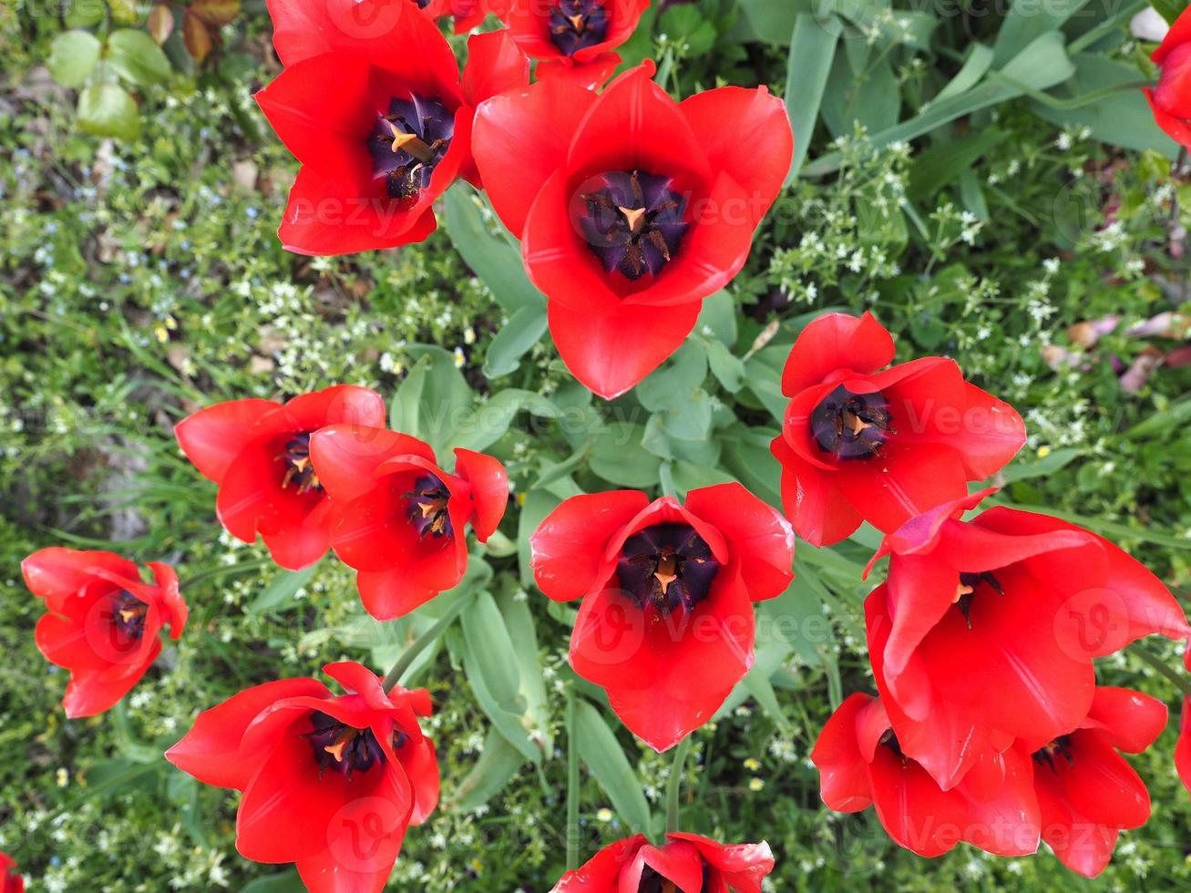 rote Tulpenblume foto