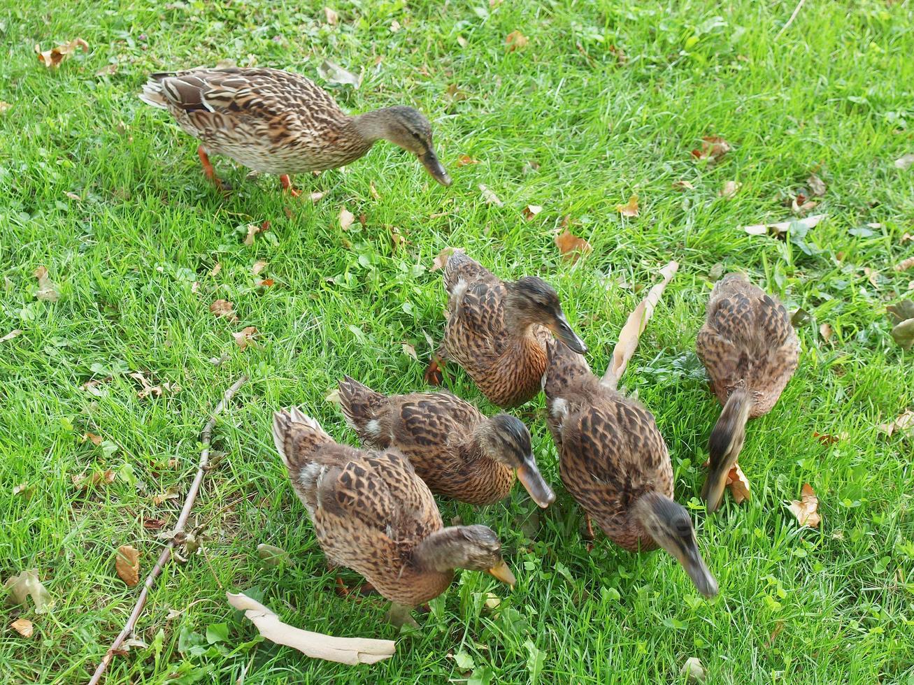 Entenvögel im Gras foto