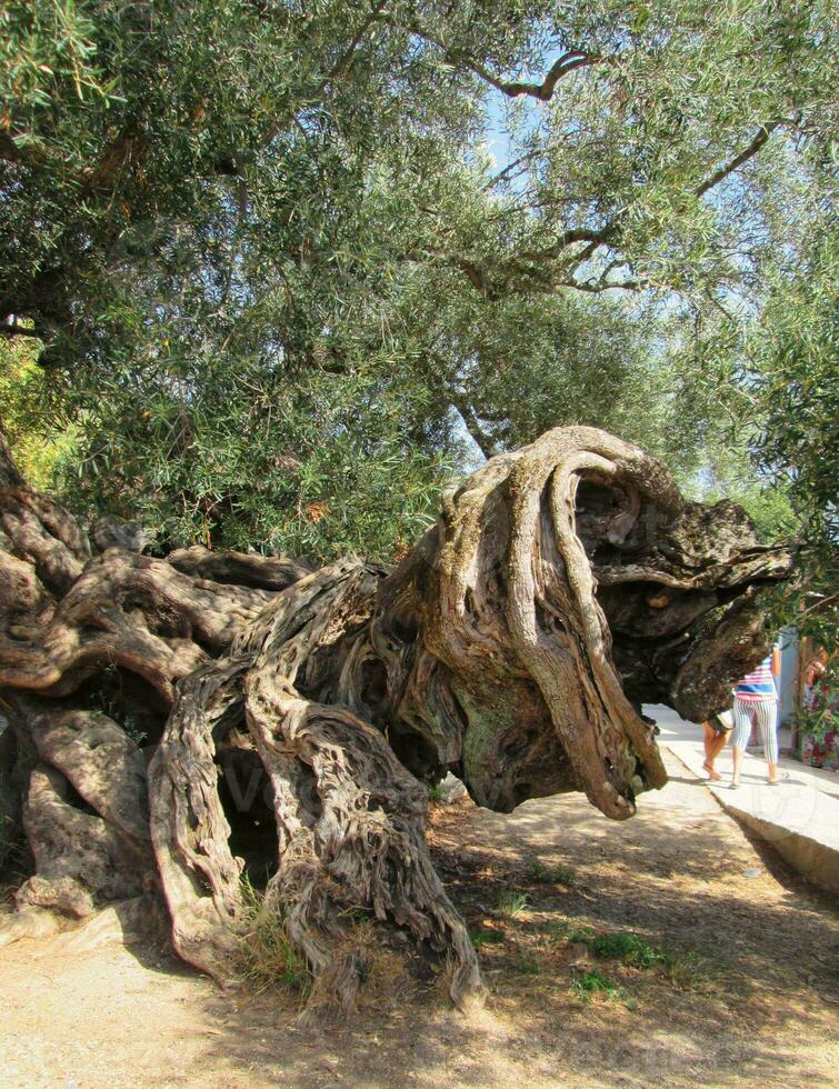 alt verdrehte Baum foto