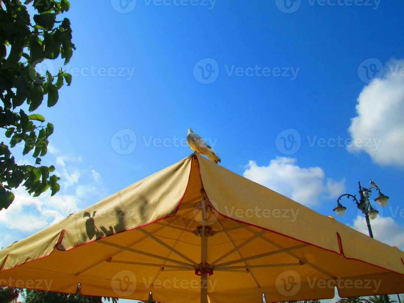 Vogel auf Sonnenschirm - - Blau Himmel foto