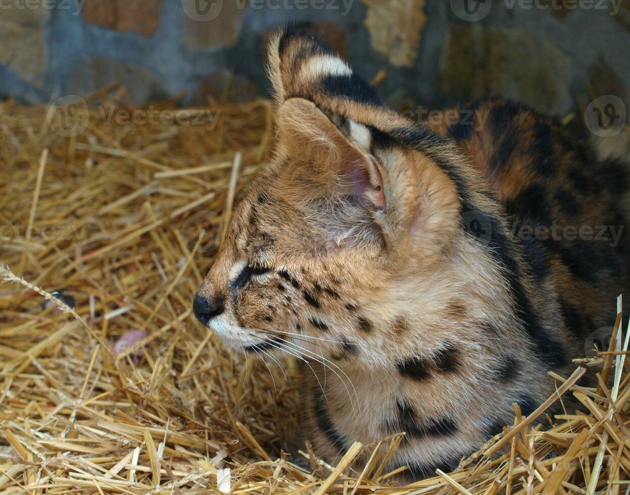 Serval Jungtier ruhen im Stroh Bett foto