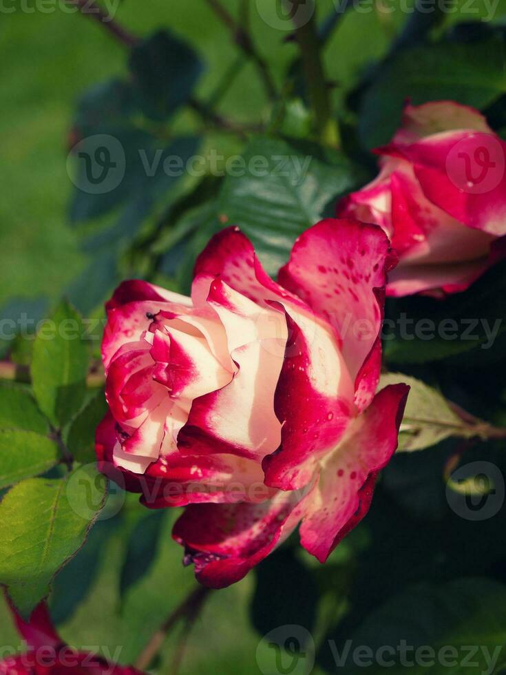 schön Hybrid zweifarbig Rose foto