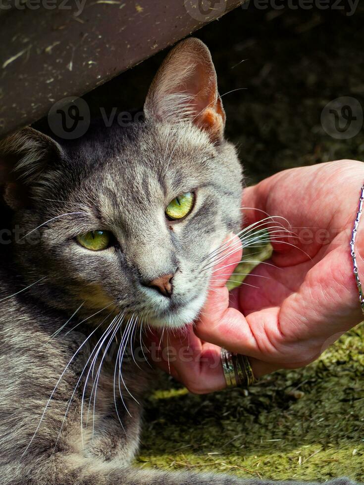 Petting ein schön streunend Katze foto