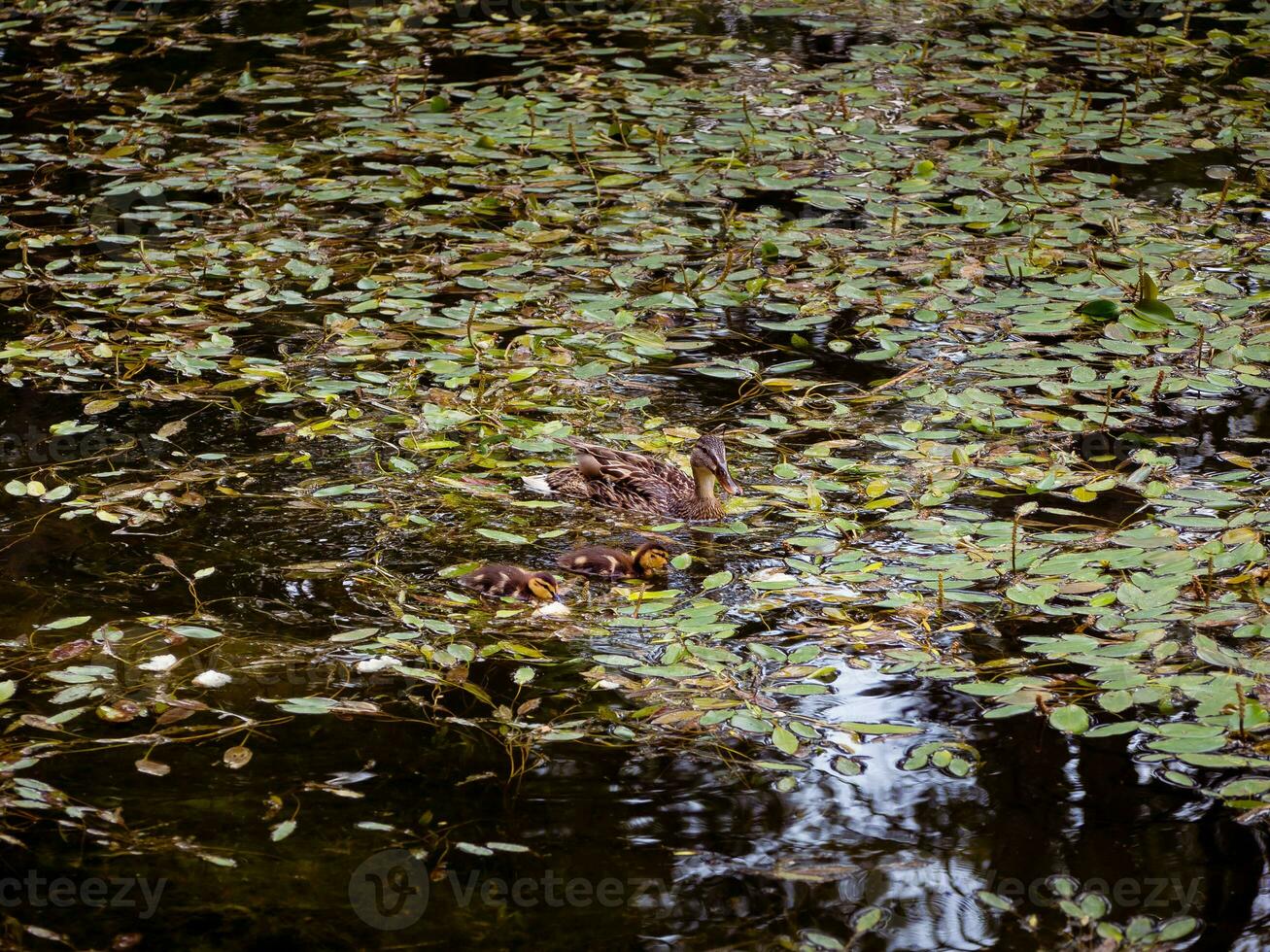 Mama Ente mit ihr jung Entenküken foto