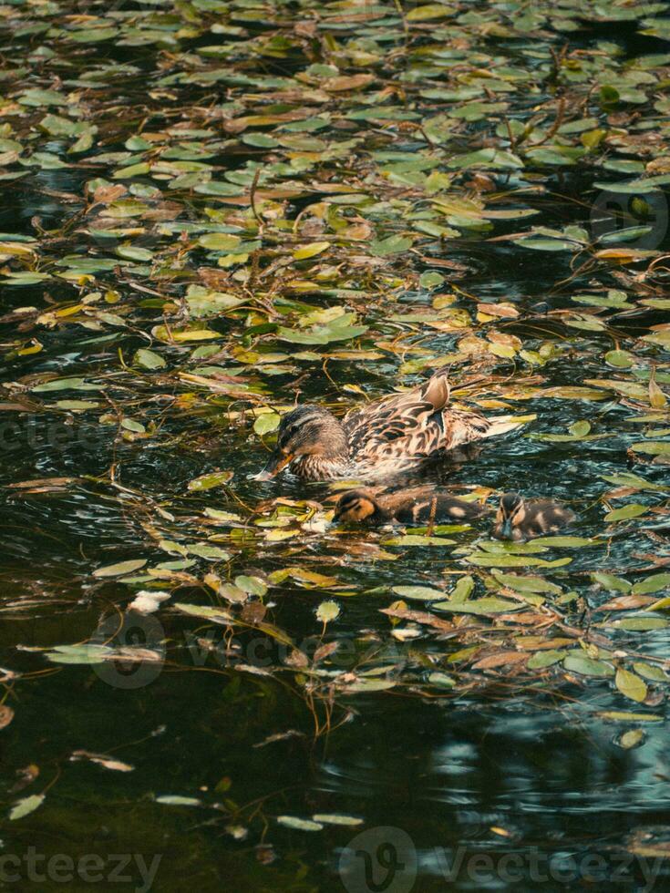 Ente und ihr klein Gelb Entlein getarnt im das Teich foto