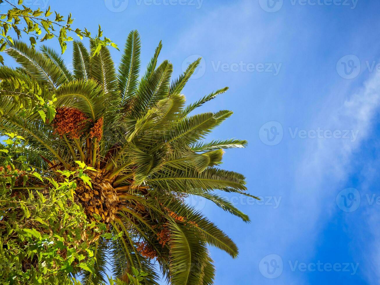 groß Palme Baum Überdachung mit teilweise wolkig Himmel Hintergrund foto