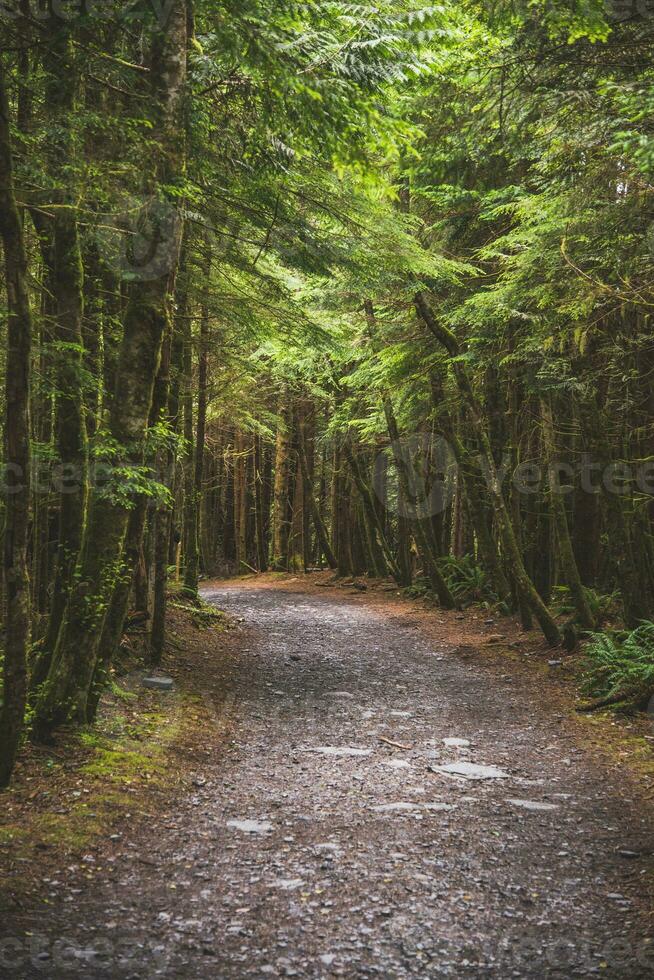 eng Weg durch das Regen Wald auf Vancouver Insel foto