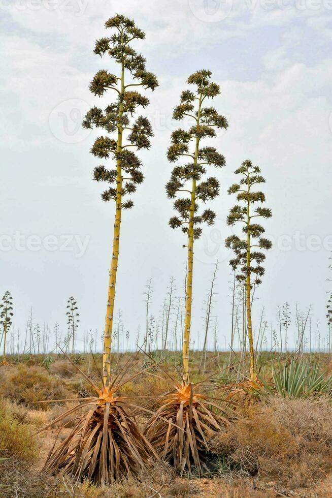 drei hoch Pflanzen mit Gelb Blumen im das Wüste foto