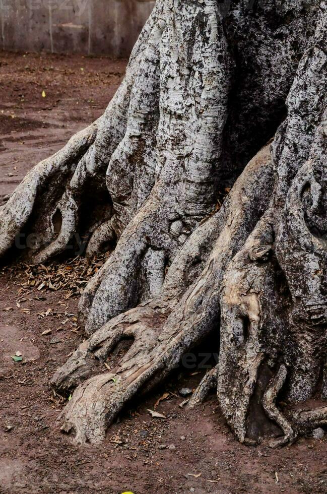 das Wurzeln von ein Baum sind gezeigt im diese Foto