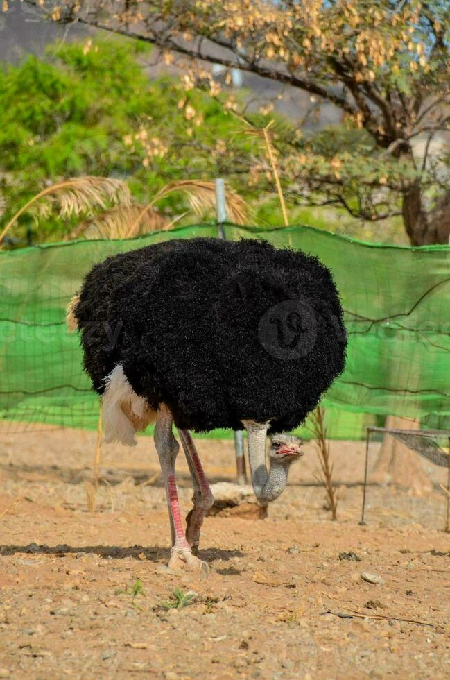 ein Strauß Gehen im ein Schmutz Feld foto