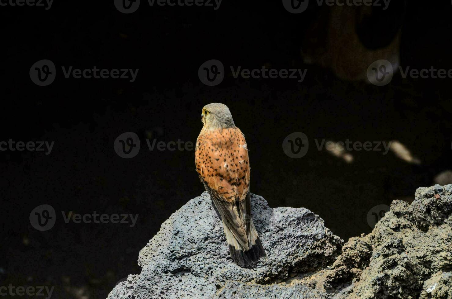 ein Vogel Sitzung auf oben von ein Felsen foto