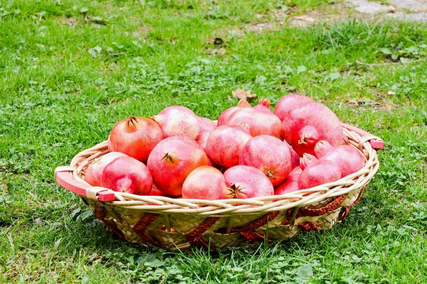 ein Korb voll von Granatäpfel auf das Gras foto