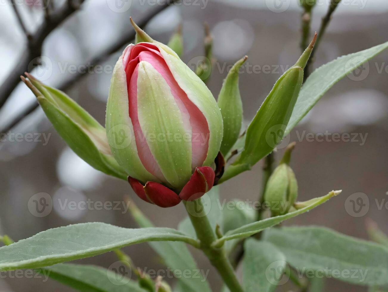 ein Rosa und Weiß Tulpe Blume Knospe. ai generiert foto