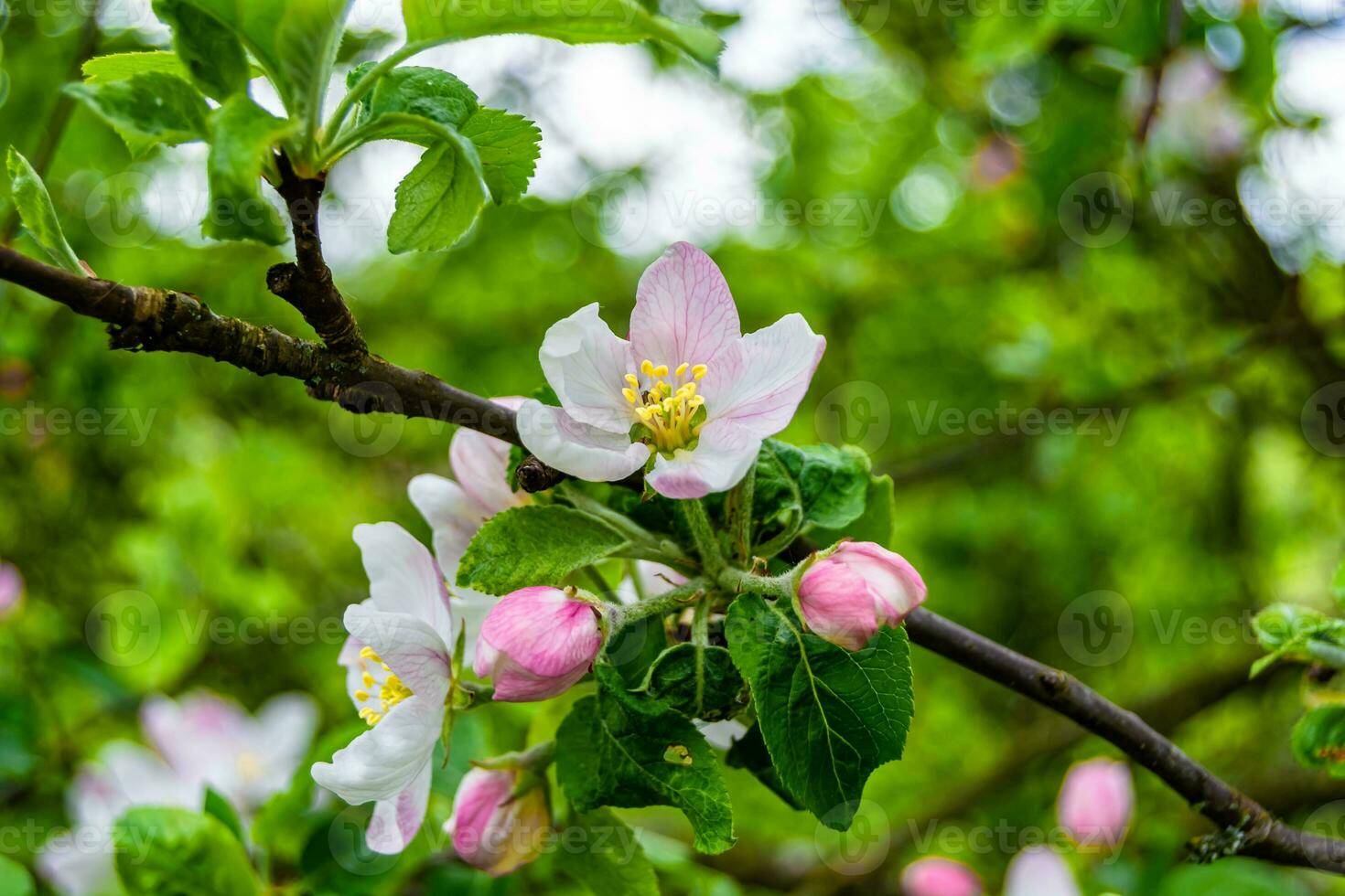 Fotografie auf Thema schön Obst Ast Apfel Baum mit natürlich Blätter unter sauber Himmel foto