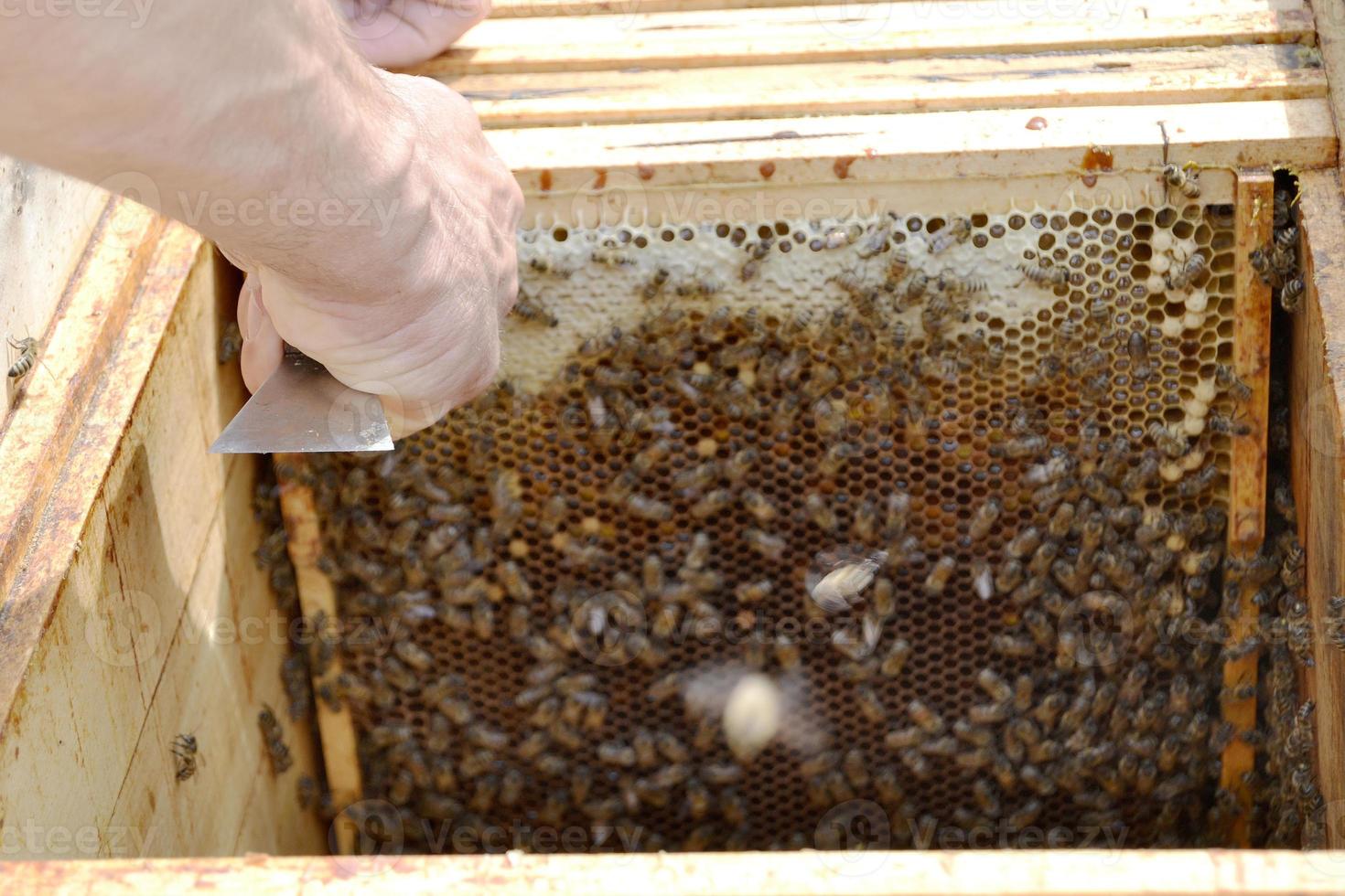 geflügelte Biene fliegt langsam zum Imker und sammelt Nektar auf privatem Bienenstand foto