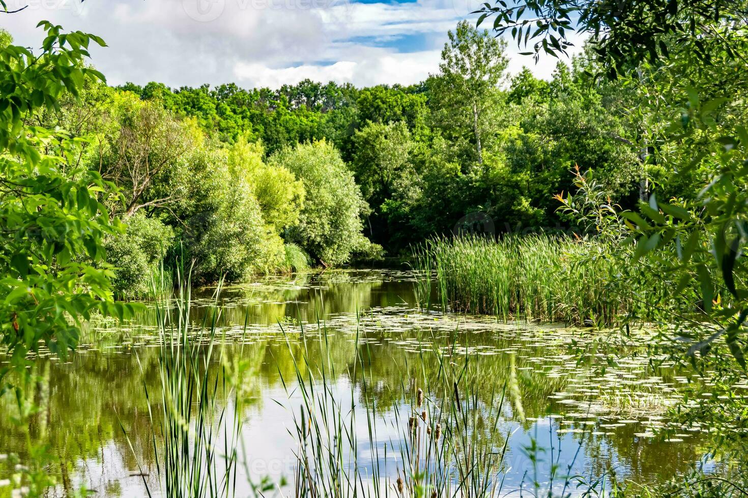 Schönes Grassumpfschilf, das am Uferreservoir in der Landschaft wächst foto