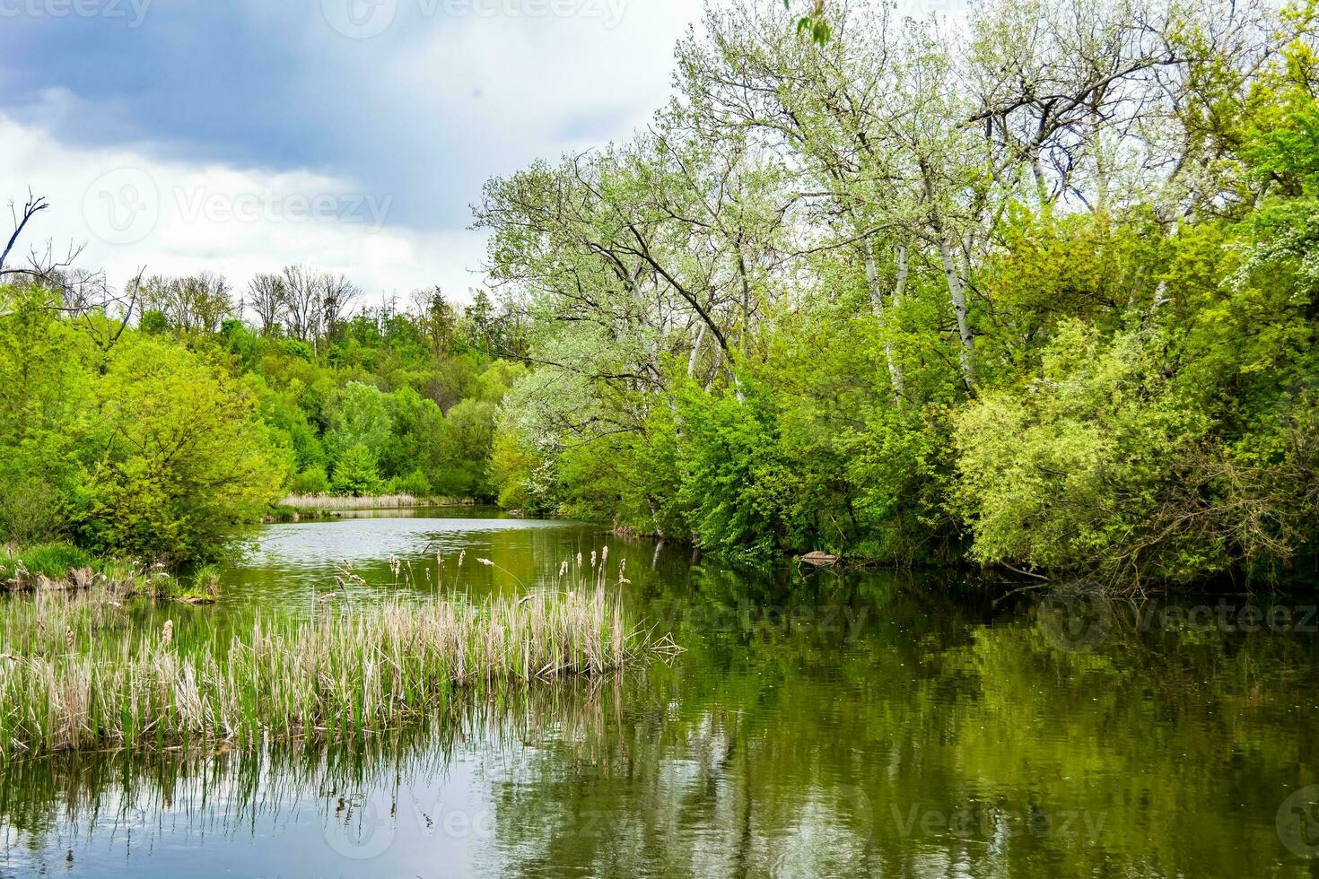 Schönes Grassumpfschilf, das am Uferreservoir in der Landschaft wächst foto