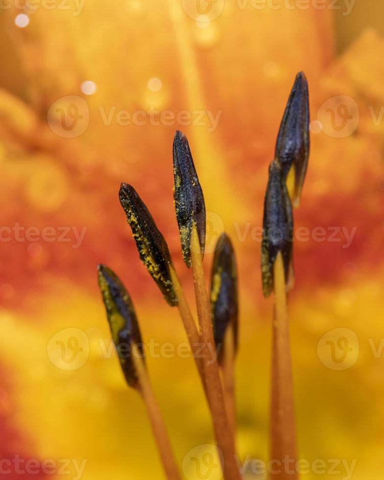 extreme Nahaufnahme von Pollen und Staubgefäßen in Lilienblüten foto