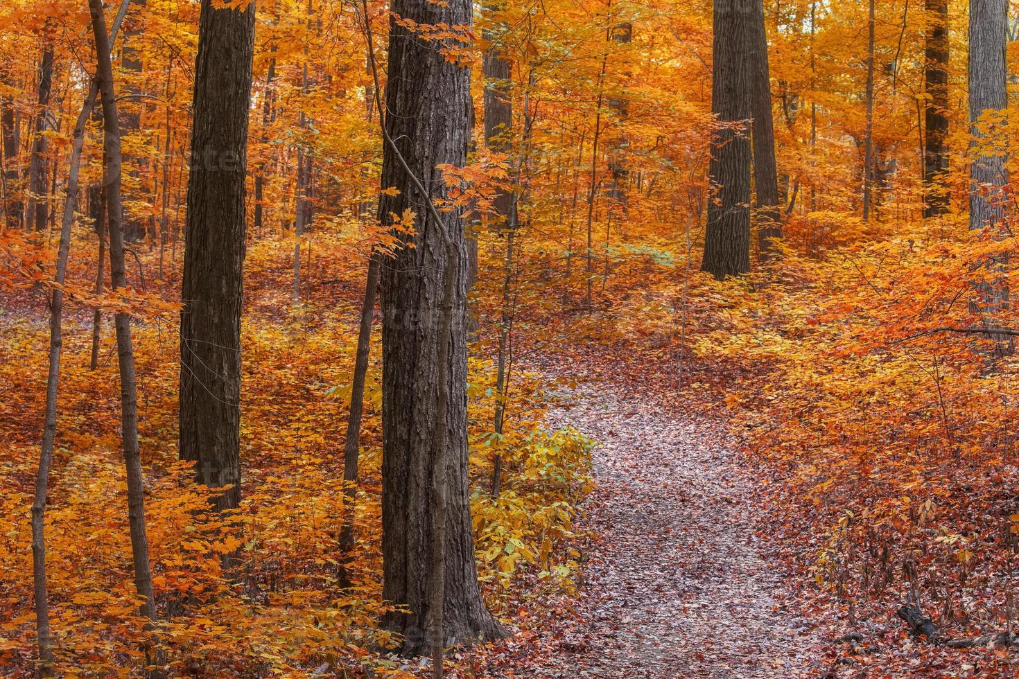 Bäume mit Herbstlaub im ländlichen Michigan State foto