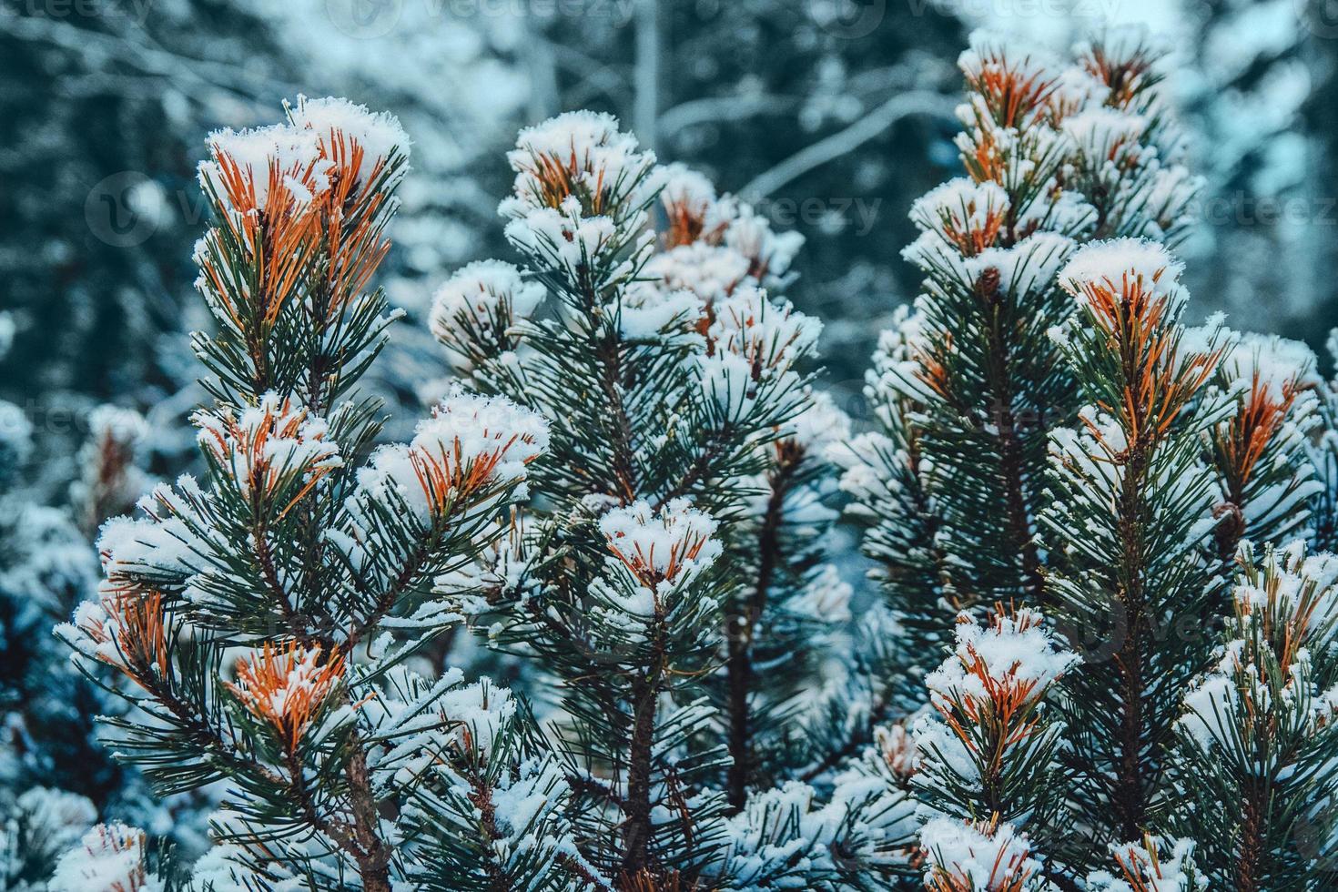 Grüne Fichten- oder Kiefernzweige sind wunderschöner weißer Schnee foto