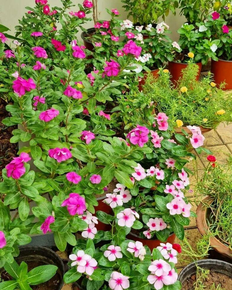 zart Rosa blühen im ein bunt Garten zart Rosa Blume, Blühen im Natur, Nahansicht mit bunt Blütenblätter im Garten. foto