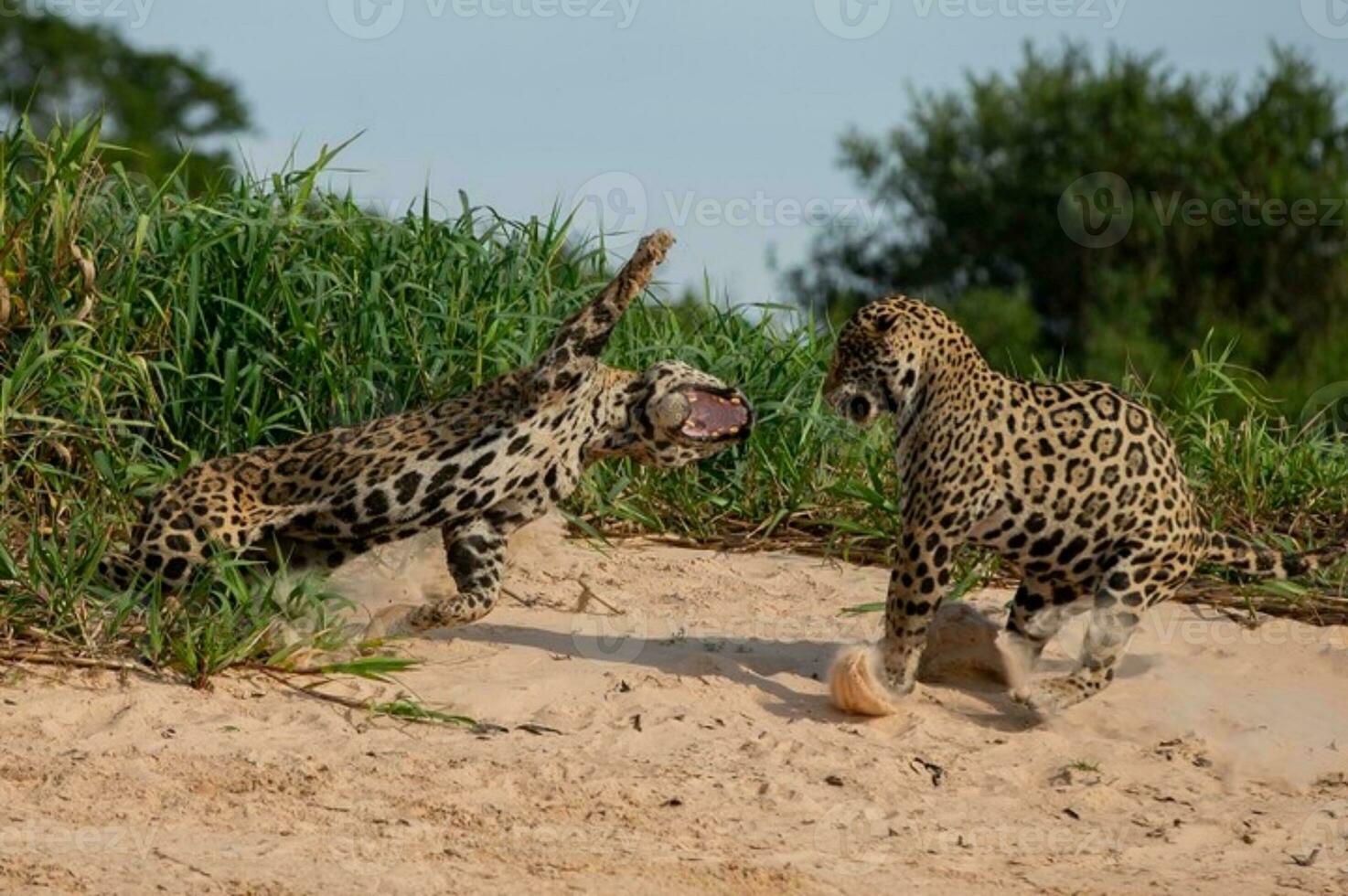 zwei Leoparden sind Kampf foto