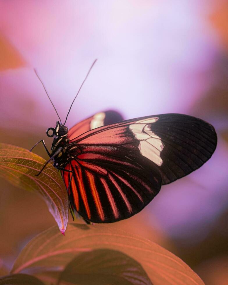 beschwingt Schmetterling thront auf bunt Blume Blütenblatt beschwingt Schmetterling auf Blume Blütenblatt. kompliziert Flügel, üppig Grün. Makro Natur Fotografie. foto