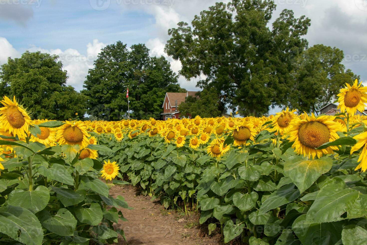 Pfad beim ein Sonnenblume Bauernhof foto