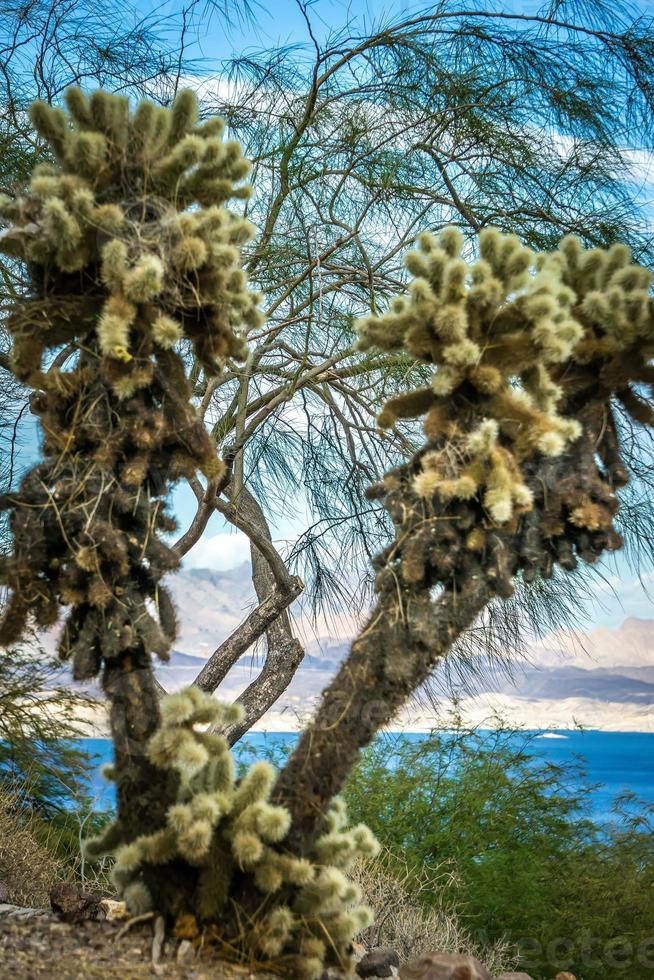 Szenen am Lake Mead, Nevada, Arizona Stateline foto