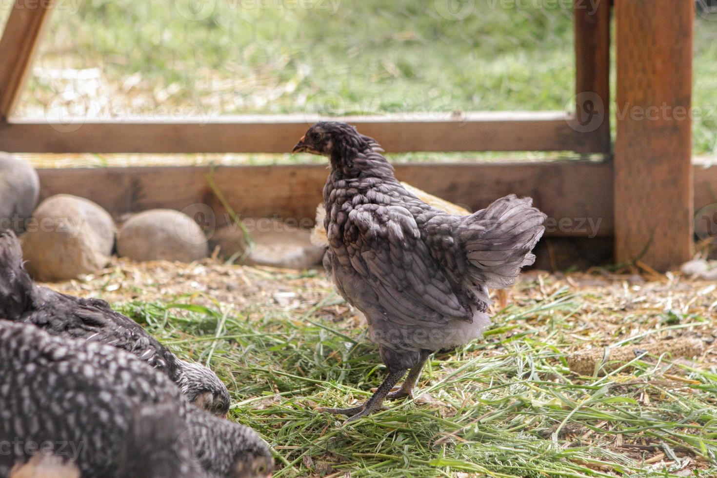 junges Huhn in einem Stall foto