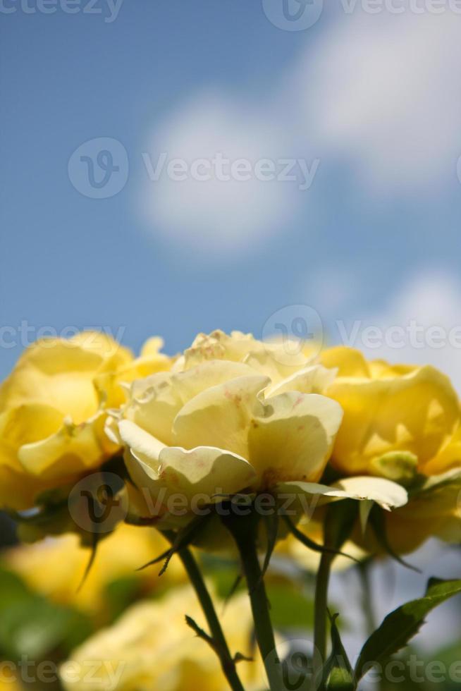 gelbe Rosen gegen blauen Himmel foto