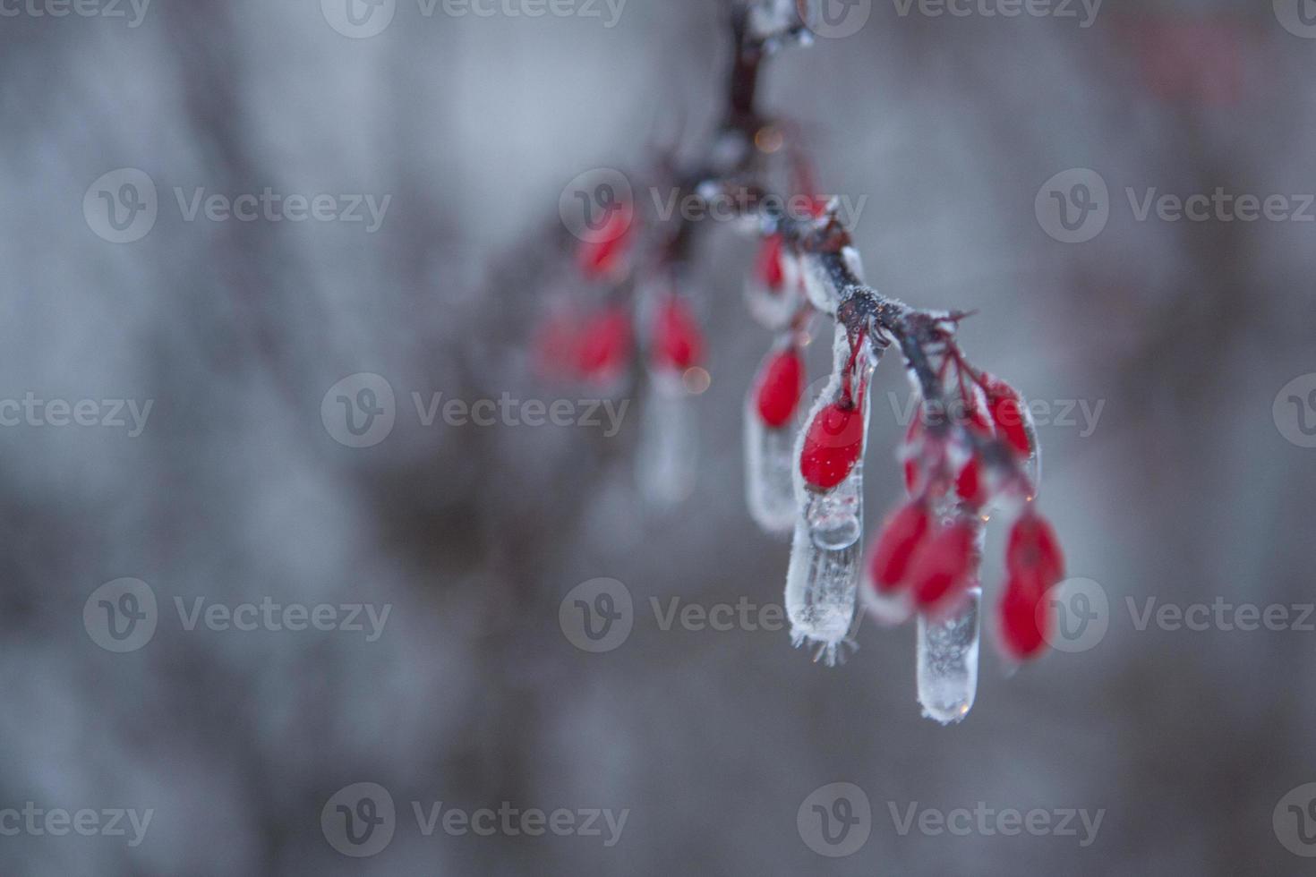 gefrorene rote Beeren foto