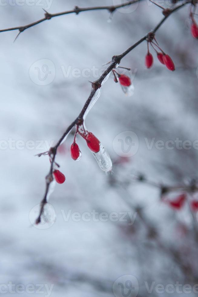 gefrorene Beeren am Zweig foto